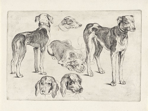 Studies of hounds
