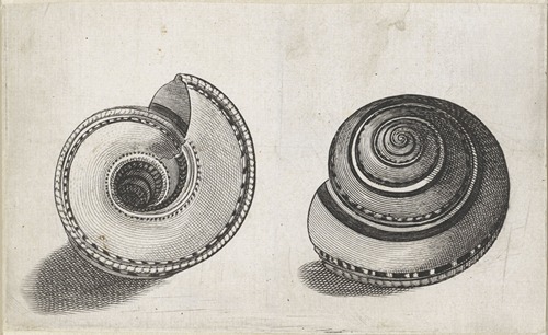 Sundial shell (Architectonica perspectiva)