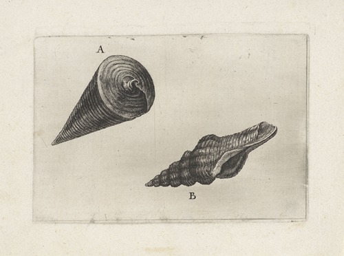 Telescope shell (Telescopium telescopium) (A) and nicobar spindle shell (Fusinus nicobaricus) (B)
