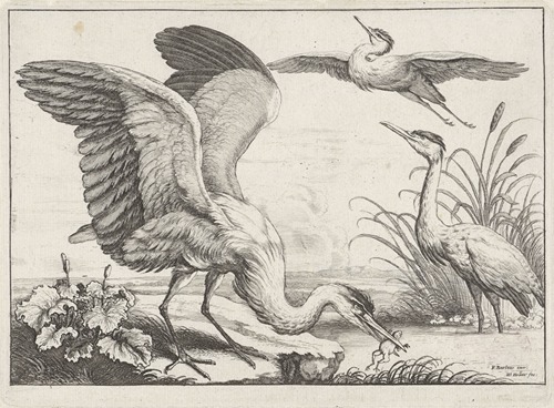 Three herons; one, with its wings outstretched, snatches a frog from the river, while another takes off