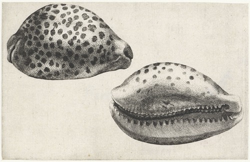 Tiger cowrie (Cypraea tigris)