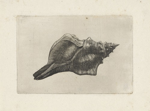 Trapezium horse conch (Pleuroploca trapezium)