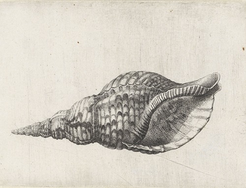 Trumpet triton (Charonia tritonis)