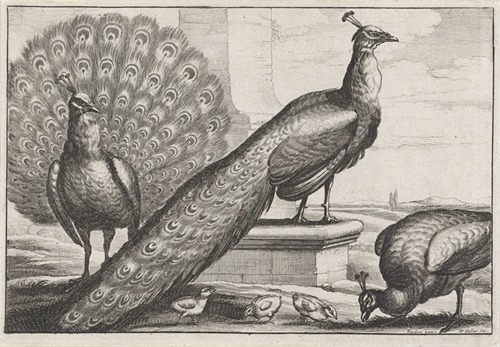 Two peacocks, a peahen, and three chicks