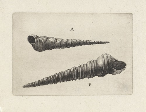 Two screw shells (Turritella spp.)
