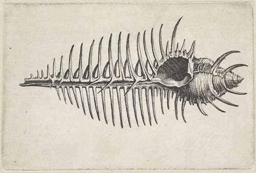 Venusis comb murex (Murex pecten)