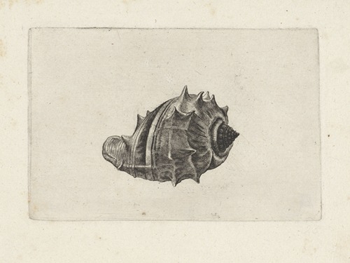West Indian crown conch (Melongena melongena)