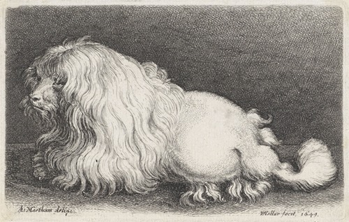 Witte hond