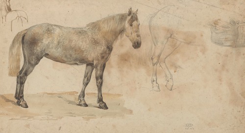 Studies van een paard