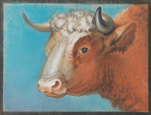Bull’s head