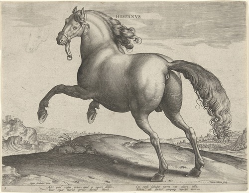 Hispanus.