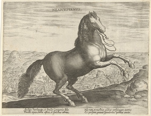 Neapolitanus.