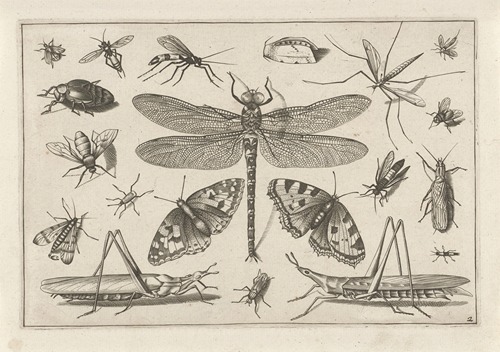 Diversae Insectarum Volatilium Pl.02