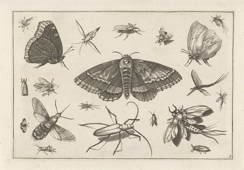 Diversae Insectarum Volatilium Pl.03