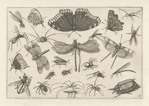 Diversae Insectarum Volatilium Pl.06