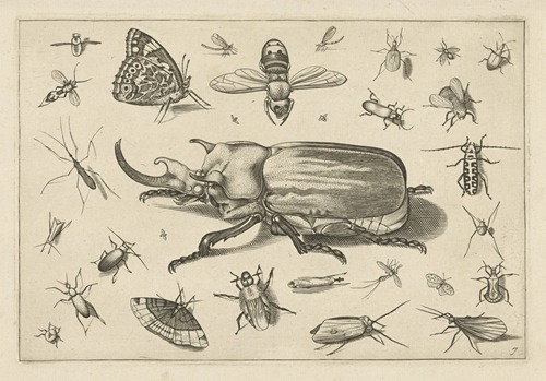 Diversae Insectarum Volatilium Pl.07