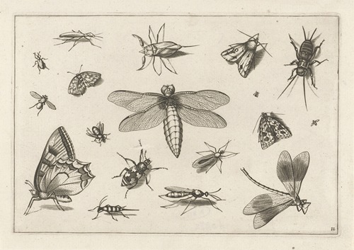Diversae Insectarum Volatilium Pl.11