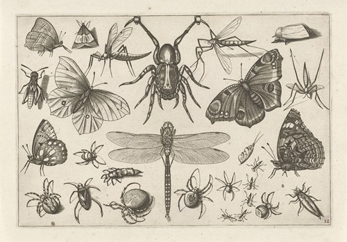 Diversae Insectarum Volatilium Pl.12