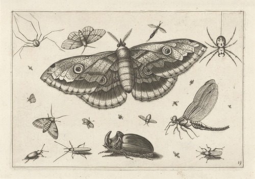 Diversae Insectarum Volatilium Pl.13