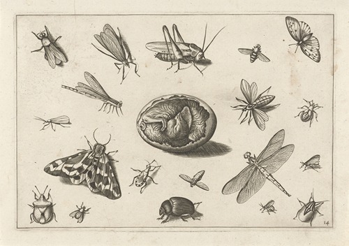 Diversae Insectarum Volatilium Pl.14