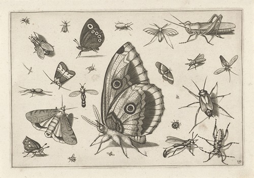 Diversae Insectarum Volatilium Pl.15