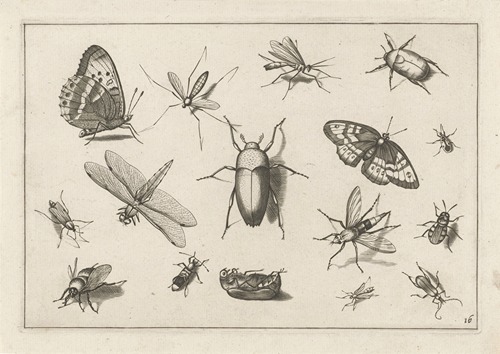 Diversae Insectarum Volatilium Pl.16