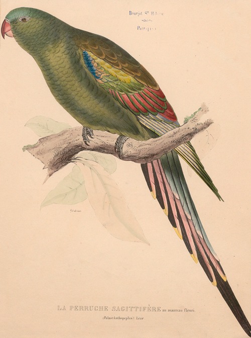 Perruche sagittifère au manteau fleuri (Palaor Anthopeplus) Lear