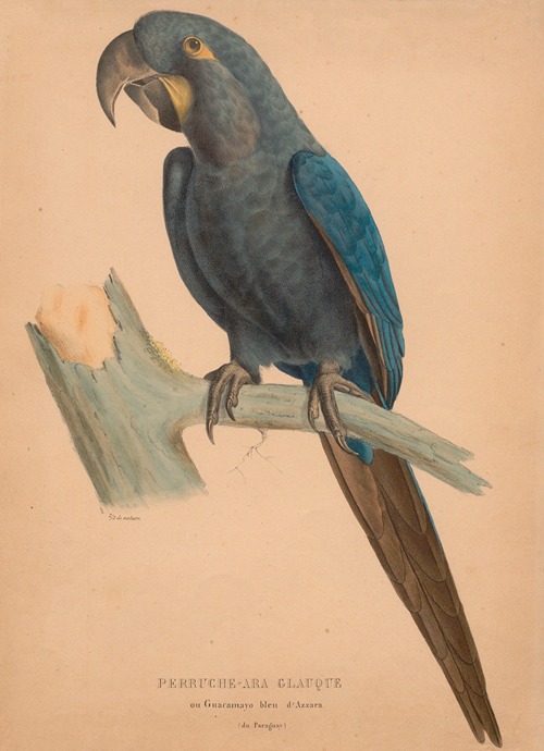 Perruche-ara glauque ou guacamayo bleu d’Azzara (du Paraguay)