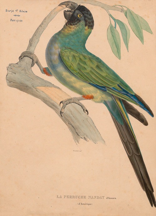 Perruche nanday d’Azzara (d’Amérique)