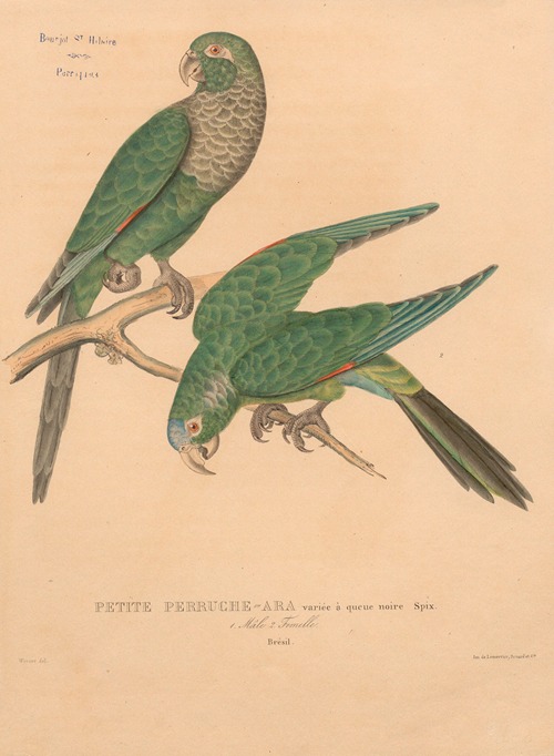 Petite perruche-ara variée à queue noire Spix; mâla et femelle. Brésil
