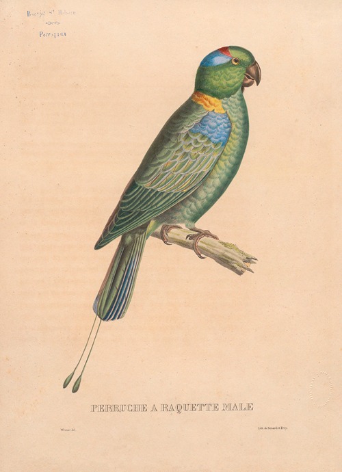 Perruche à raquette, mâle