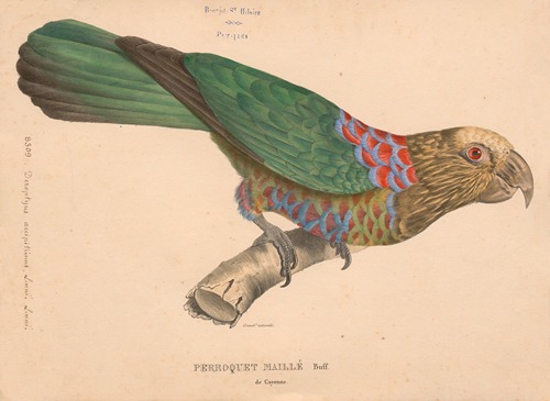 Perroquet maillé de Cayenne, Buff.