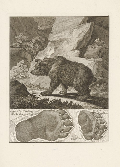 Bear