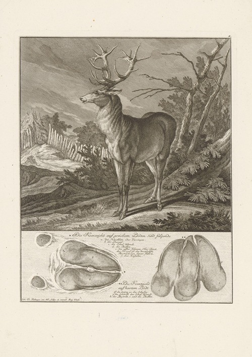 Deer