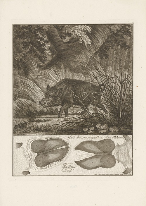 Wild boar
