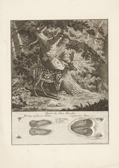 Fallow deer