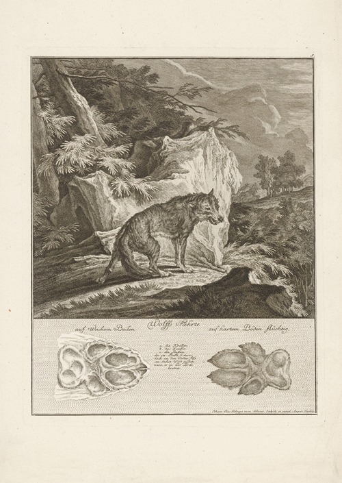 Wolf with tracks