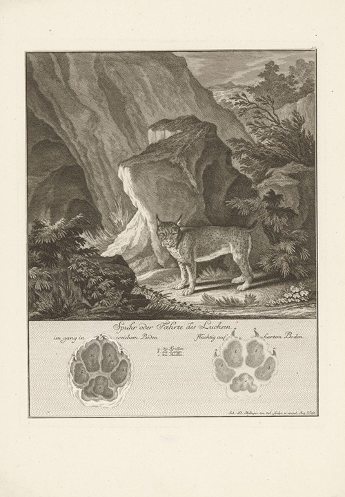 Lynx