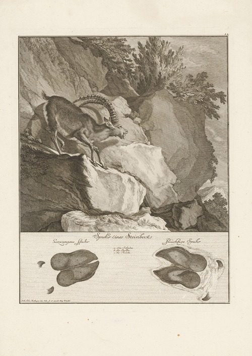 Ibex
