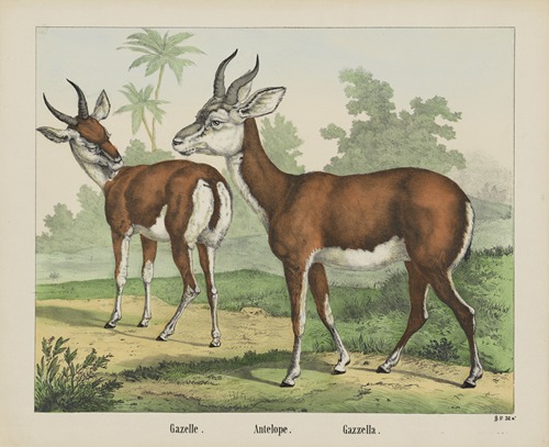 Antelope.