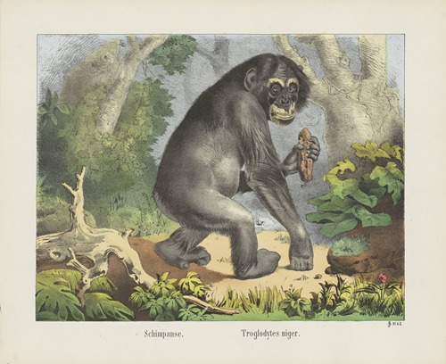 Chimpanzee
