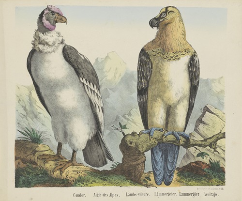 Condor