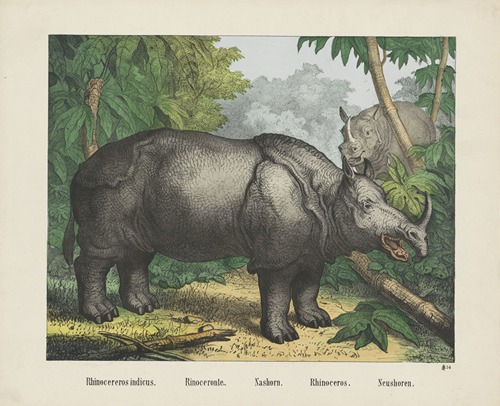 Rhinoceros