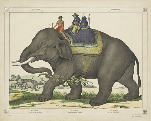 The elephant