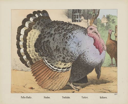 Turkey.