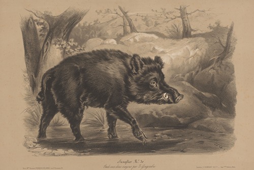 Sanglier