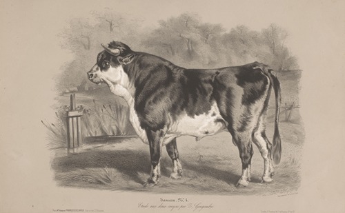 Taureau