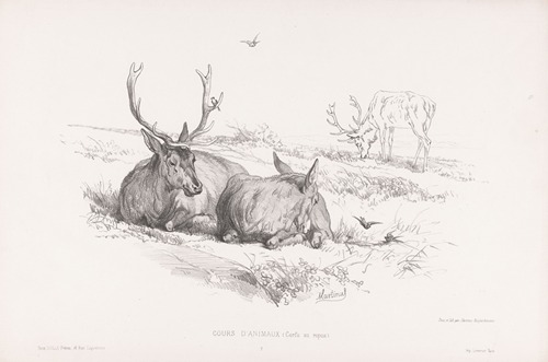 Cerfs au repos