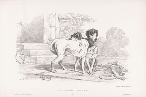 Chiens de meute