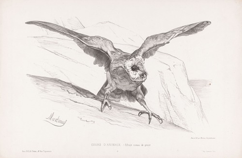 Effraye oiseau de proie